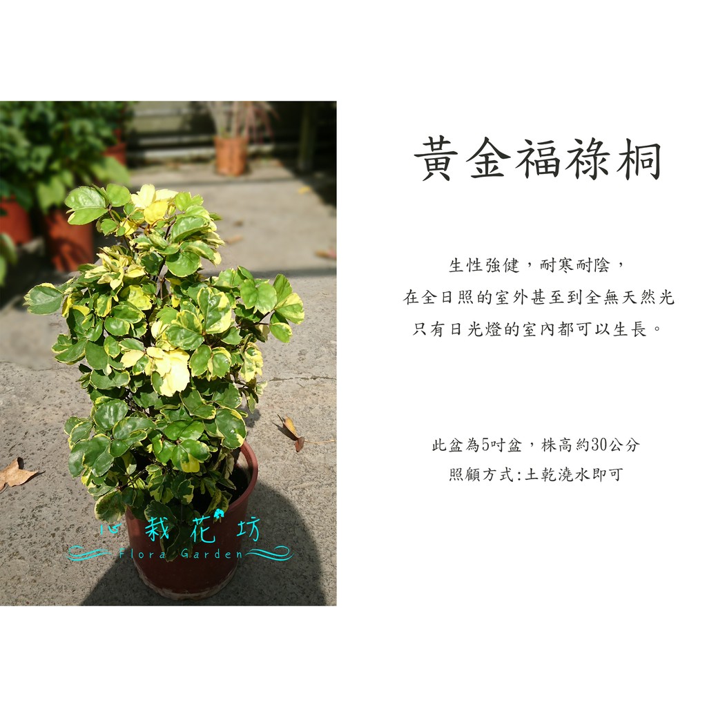 心栽花坊-黃金福祿桐/5吋盆/觀葉植物/室內植物/綠籬植物/售價220特價200
