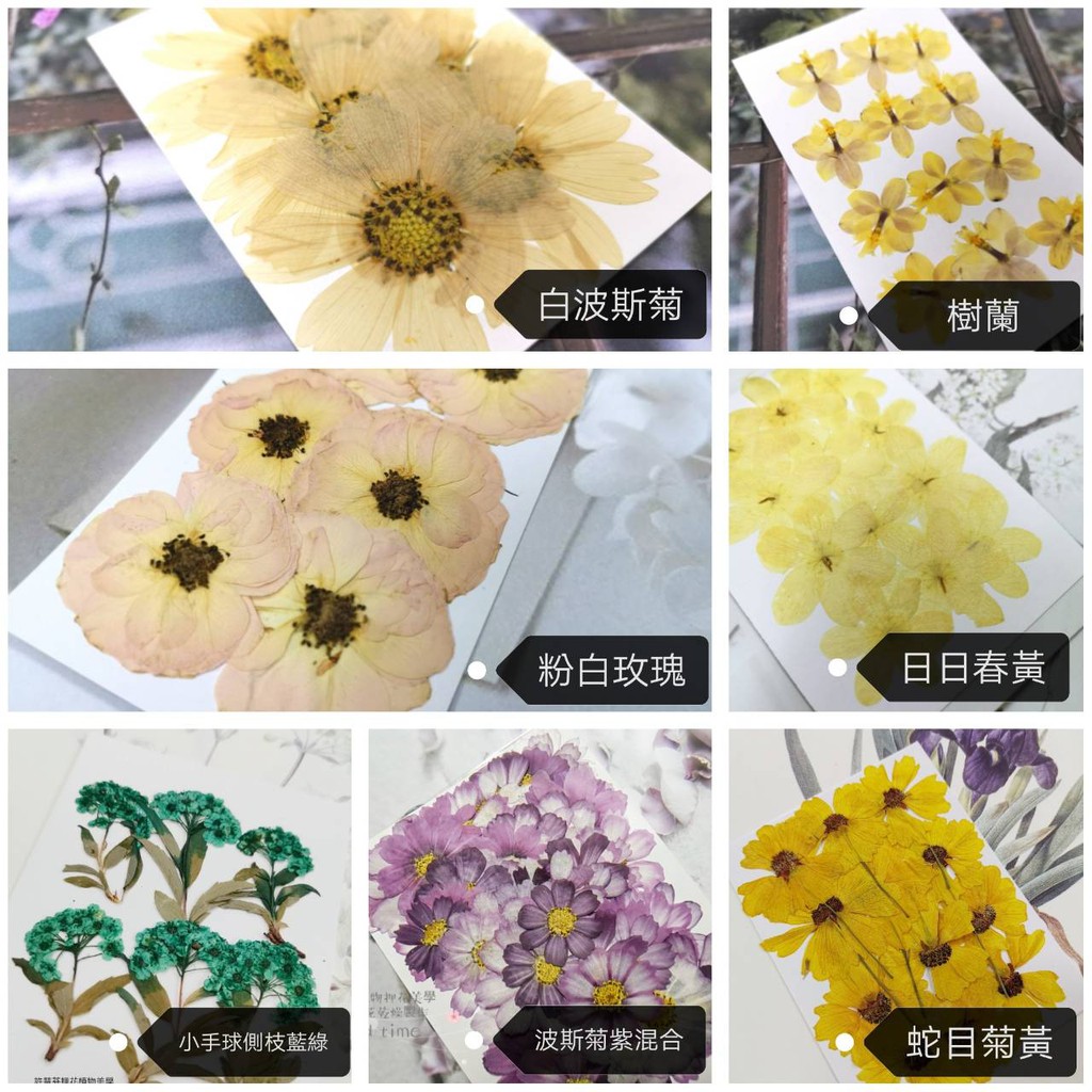 馨苑押花-押花材料-押花花材-波斯菊 樹蘭 玫瑰 日日春 小手球 蛇木菊 青嵩草 翻白草 新娘草 鬚藤