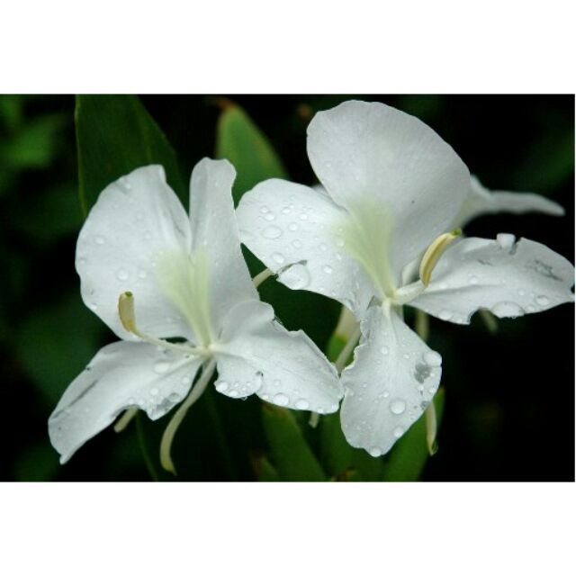 聞香植栽 半水耕植栽 野薑花薑塊白色花 單株1株 春夏秋冬都會開花 蝦皮購物