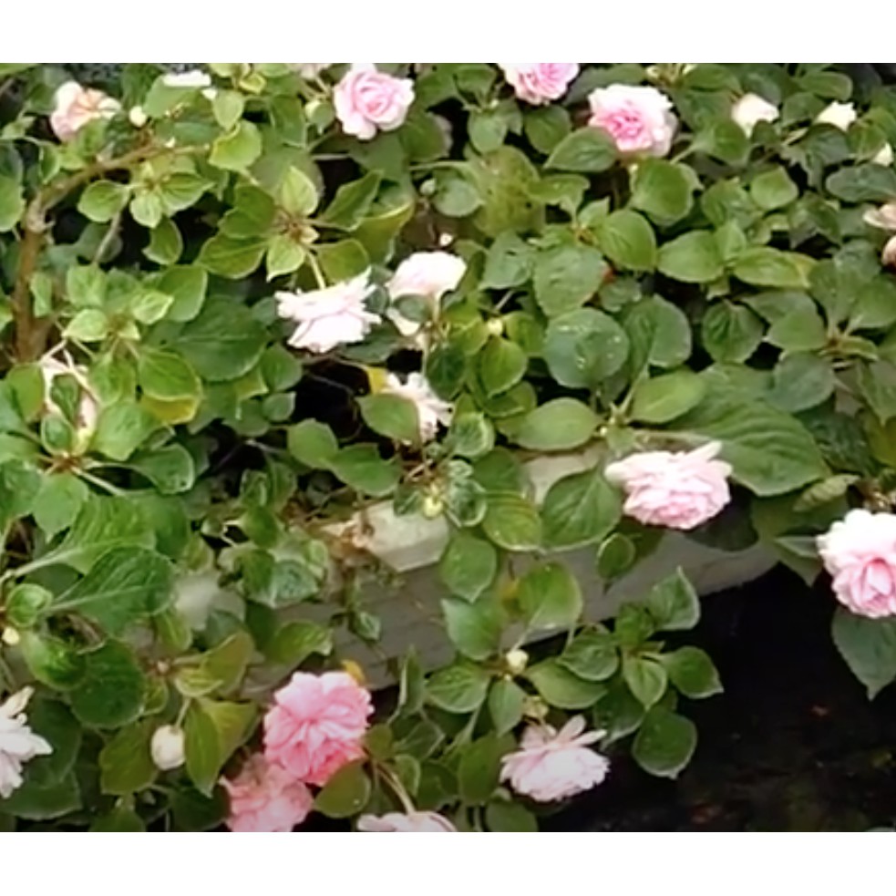 現貨真花淡粉玫瑰鳳仙花重瓣鳳仙花種植實際計錄改良品種二年生花形像玫瑰 蝦皮購物