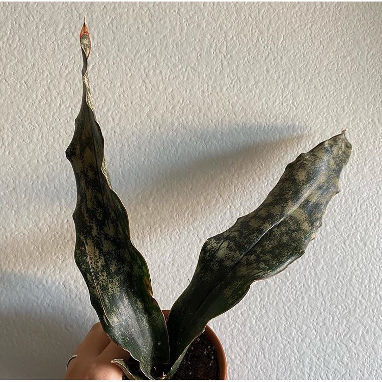 植物：銅葉虎尾蘭 | kirkii虎尾蘭～迷人の紅銅帶深墨綠色～售限量3吋盆