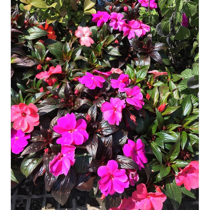 花囍園 季節花卉植物 新幾內亞鳳仙花 隨機出 鳳仙花科 鮮豔的花色 6吋高約12 15cm 特價110 蝦皮購物