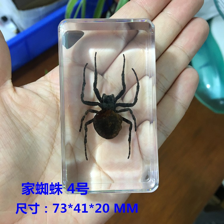精品標本 千年蟲教學真實小動物蜘蛛標本樹脂真蟲捕鳥蛛園蛛狼蛛雷氏大疣蛛 蝦皮購物