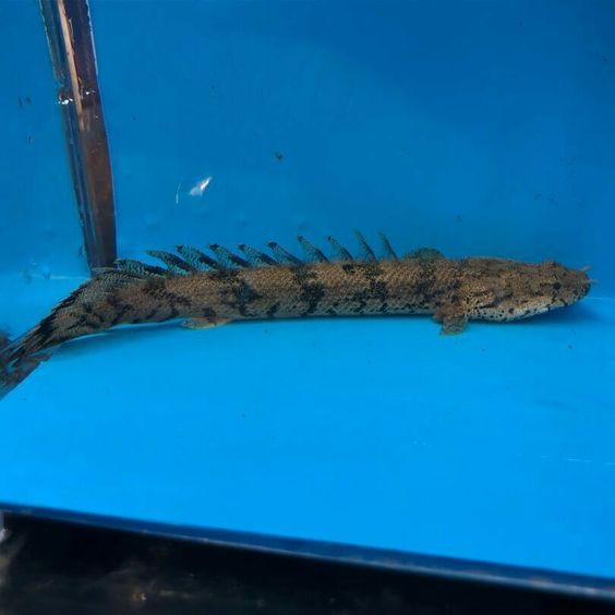 虎紋恐龍王虎斑恐龍王活化石古代魚恐龍恐龍魚5 7cm 活餌 蝦皮購物