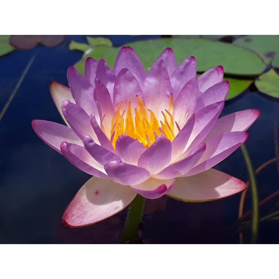 暹羅紫1 睡蓮成株 蝦皮購物