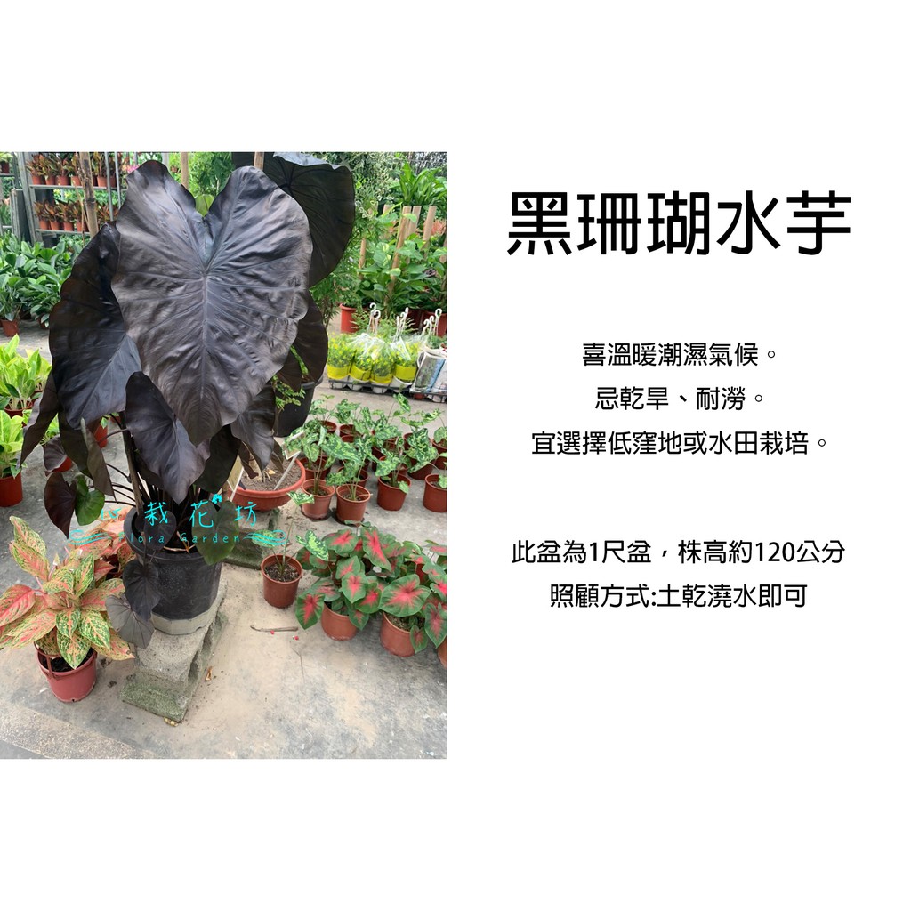 水芋 那裏買最便宜與商品比價 21年11月 飛比價格