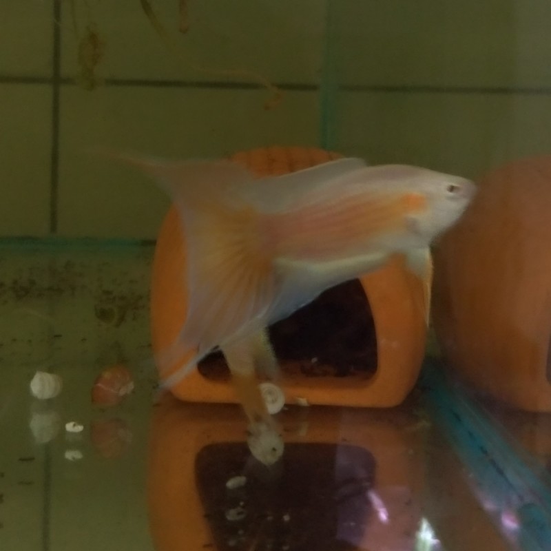 特級飼料 鬥魚專用飼料 小顆粒 蝦皮購物
