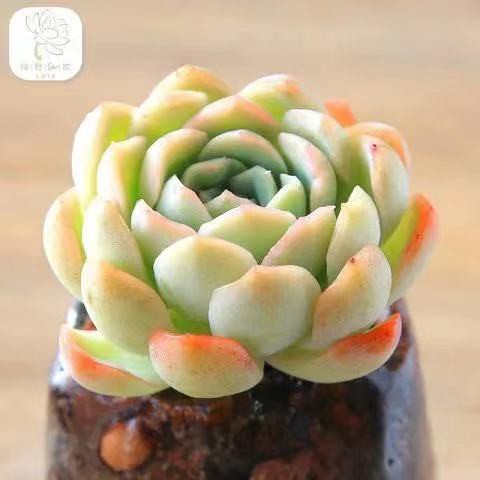 四季播種五十款多肉種子稀有多肉種子陽臺盆栽桌面擺放多肉植物花卉種子 蝦皮購物