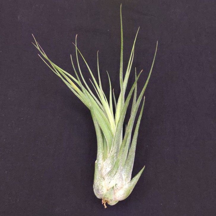 空氣鳳梨－犀牛X象牙玉墜子(國際)－Tillandsia seleriana x circinnatoides (TI)
