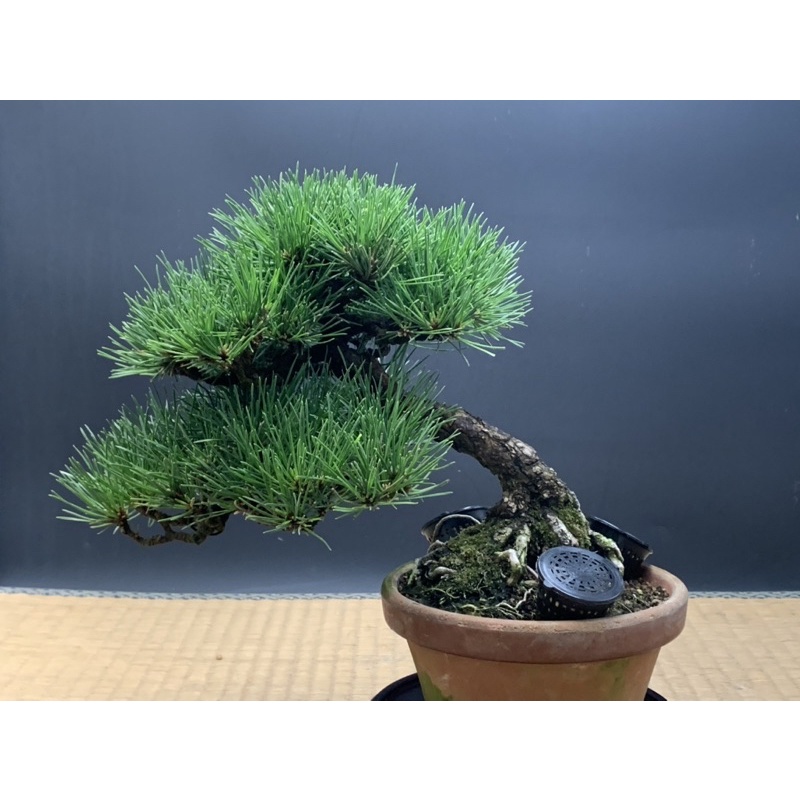 日本進口盆栽小品黑松 蝦皮購物