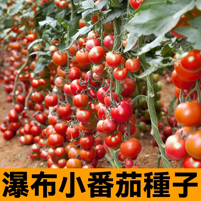瀑布小番茄種子 番茄種籽 聖女果 櫻桃西紅柿種子 四季盆栽番茄種子 蔬菜種子