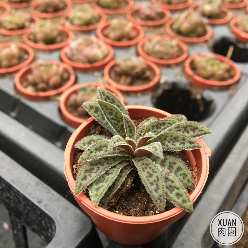 一吋迷你盆 花簪 多肉植物 多肉 療癒小物 組盆 可愛 Xuan肉園 蝦皮購物