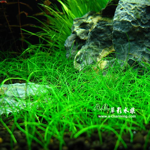 Ac草影 迷你牛毛氈 一份 前景草前景水草水草造景造景水草魚缸裝飾 蝦皮購物