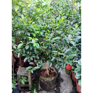 含笑花 老欉 1尺美植袋