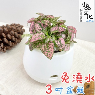 【小品文化】嫣粉蔓【現貨】3吋雪胖免澆水盆栽 室內植物 室內盆栽 懶人盆栽 水培植物 水培盆栽 室內盆栽