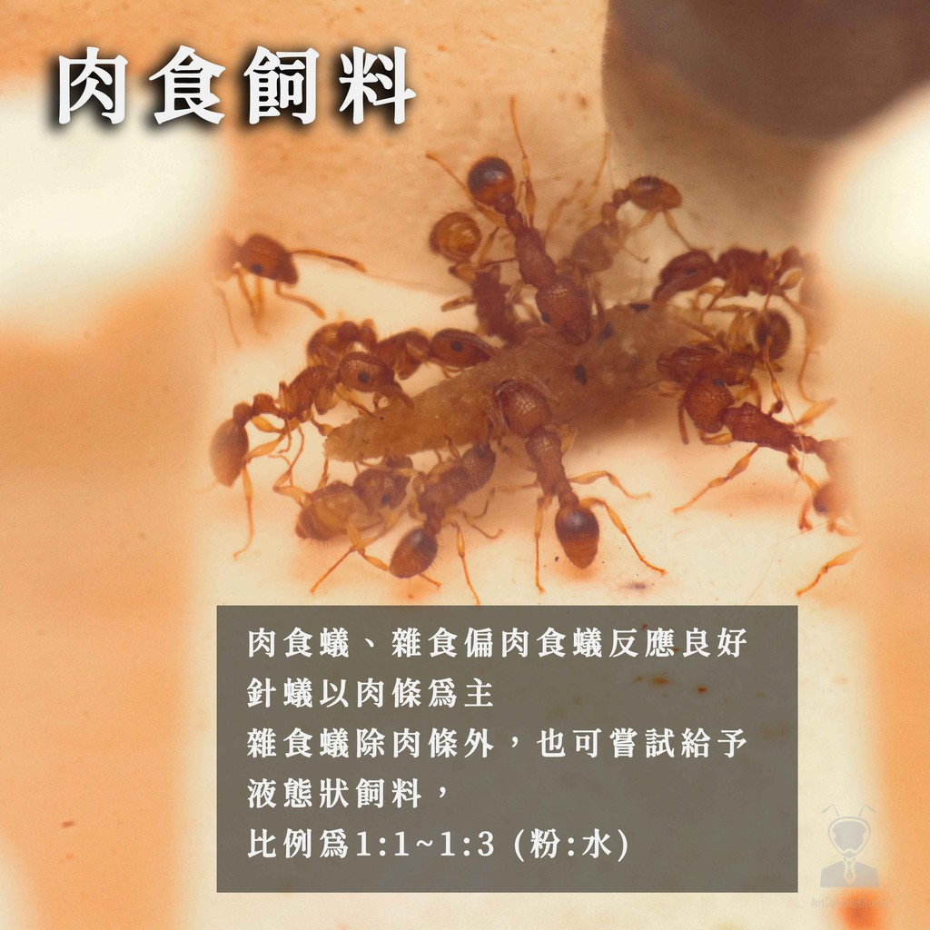 捕蟻人工作室 螞蟻飼料螞蟻專用高蛋白營養粉高營養高蛋白爆產飼料 蝦皮購物