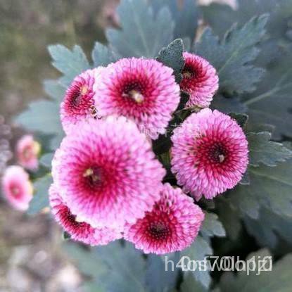 乒乓菊花種籽pompon Mum 四季開花九月菊菊花種子乒乓菊種子 蝦皮購物