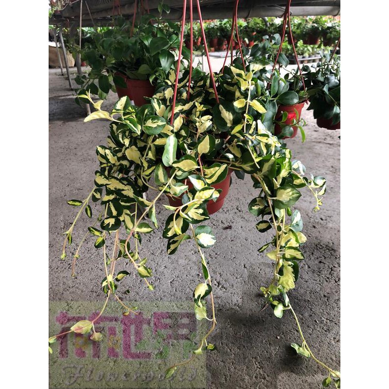 花花世界 藤蔓植物 花葉蔓 黃金花葉蔓 5 6吋吊盆 高15 cm Ma 蝦皮購物