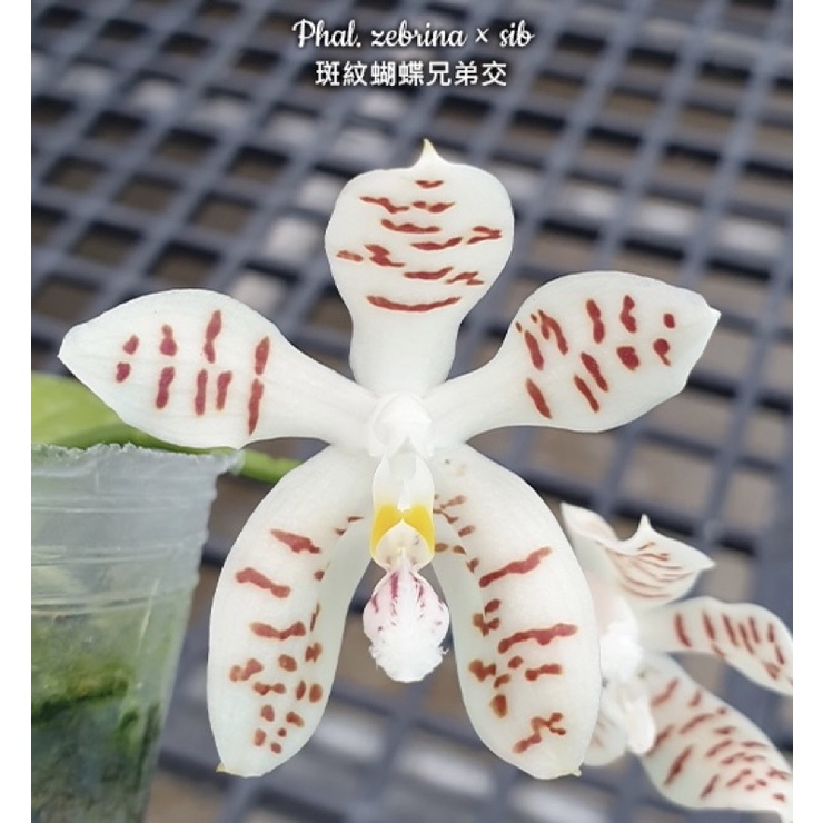Phal. zebrina × sib 斑紋蝴蝶兄弟交 2.5寸 植物 嘉德 蘭花 石斛 鹿角蕨 觀葉 園藝