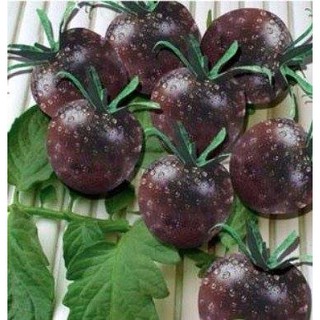 黑珍珠番茄種子20粒50元
