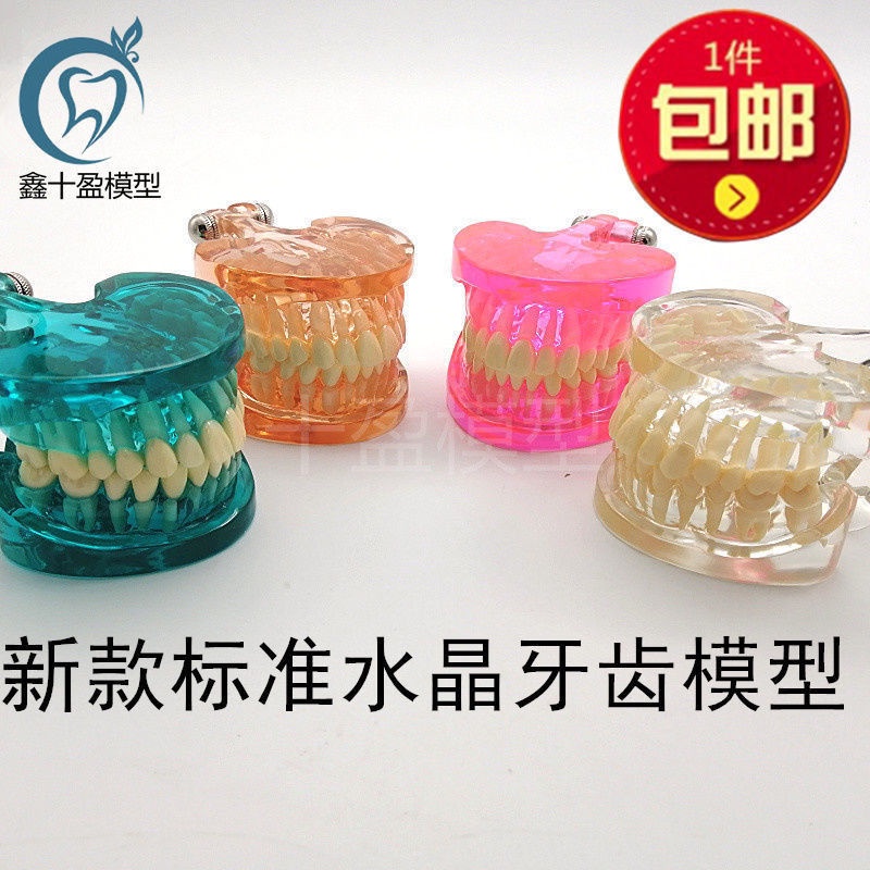 ★牙美美牙科口腔模型 新款標準牙齒透明水晶模型 全口28顆牙齒模型 包郵