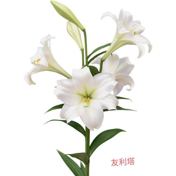 百合球根 Ptt Dcard討論與高評價網拍商品 21年11月 飛比價格