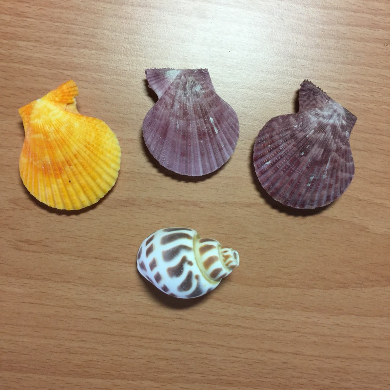 貝殼中 材料DIY 扇貝