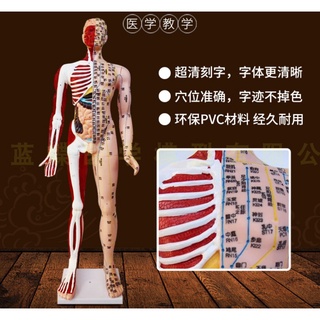 (MD-B_0161)高清85cm針灸穴位經絡人體模型模特超清晰中醫用家用教學針灸模型