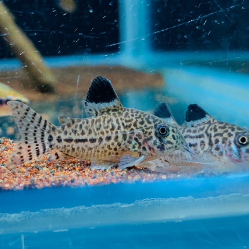 水魚水族 現貨 茱莉豹鼠鼠魚吃殘餌飼料模型 蝦皮購物