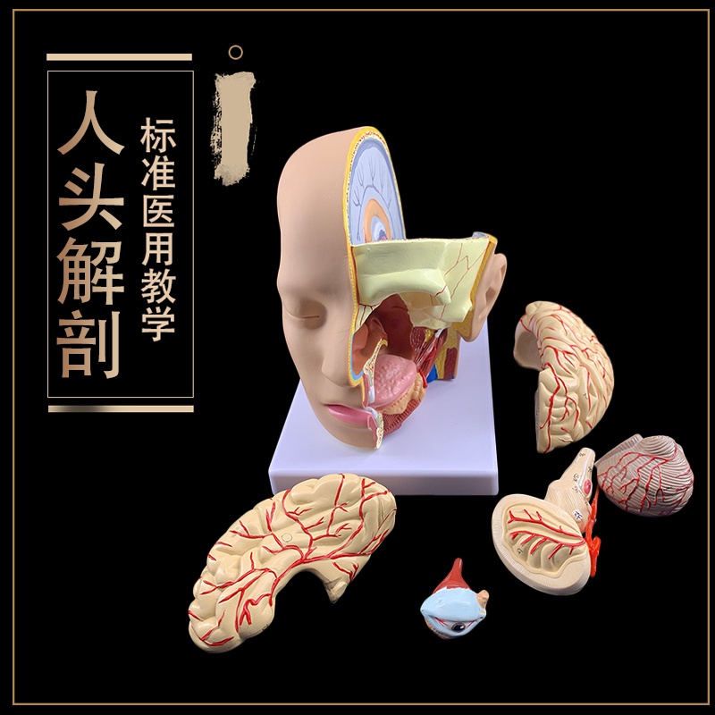 “模型現貨”人體頭部解剖模型附腦模型4部件醫院教學人體頭部附大腦動脈模型.K8