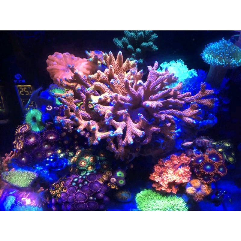 魚樂城水族精品 手機app日出日落控制 海水燈魔神海洋軟體燈旗艦級led軟體燈具 美國cree顆粒 蝦皮購物