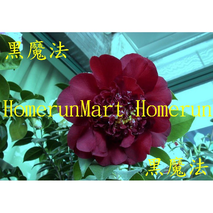 Zto黑魔法山茶花種子3粒黑魔法茶花紫色光輝亞歷山大花鶴翎正黃旗六面錦十八學士火龍珠甘貝爾茶花種子 蝦皮購物
