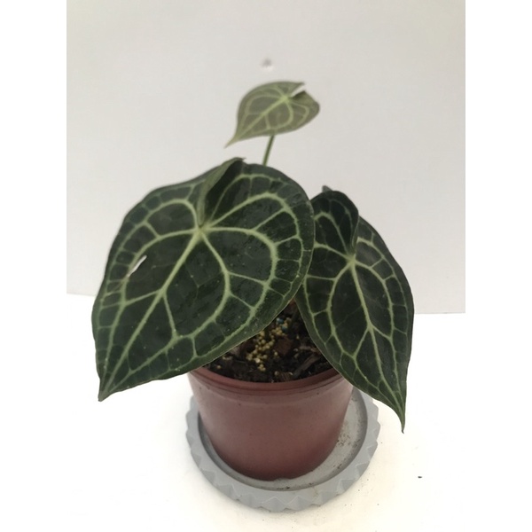 Anthurium clarinervium 明脈花燭（圓葉花燭）/柳葉型