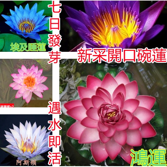 銀蓮花 優惠推薦 21年10月 蝦皮購物台灣