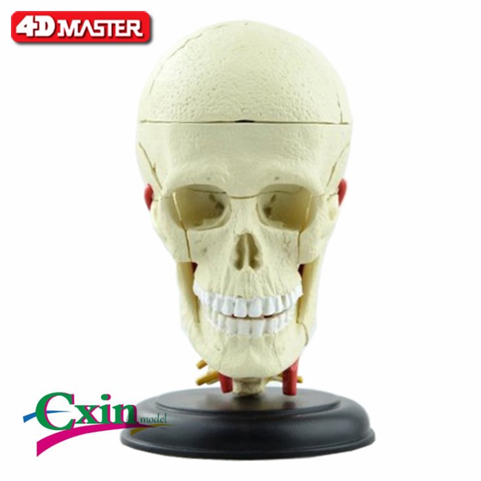 4D Master益智拼裝玩具人體頭骨器官解剖模型醫學教學DIY科普用具
