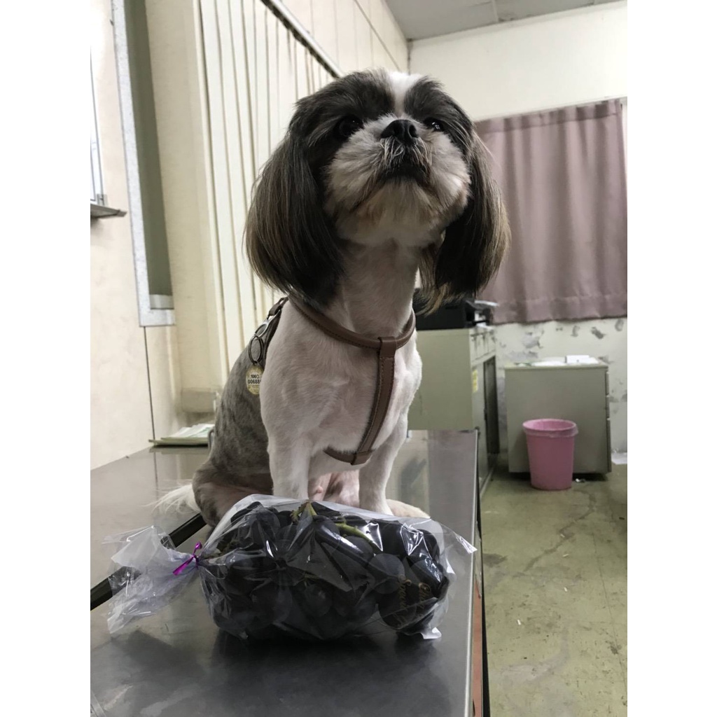 大村巨峰葡萄 口碑絕佳 4箱低溫宅配免運 濃烈甜度19度 直接跟農夫買 自用送禮兩相宜 巨峰葡萄 購買葡萄 蝦皮購物