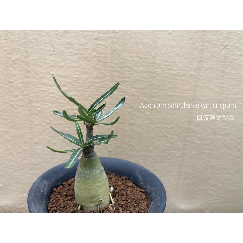 白波浪葉沙玫 Adenium somalense var. crispum