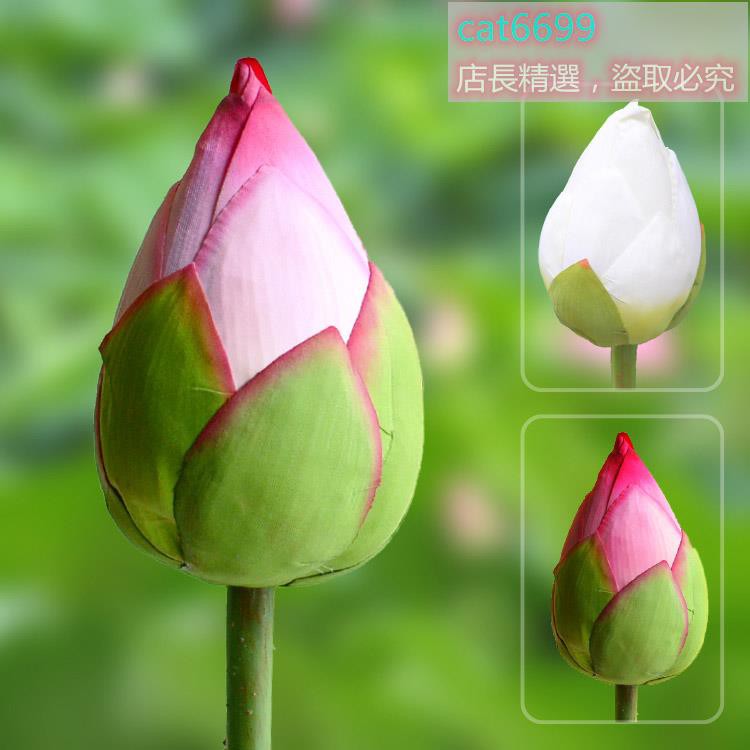 帶桿長枝高仿真荷花苞蓮花花骨朵落地花蕾清新白色禪意佛花睡蓮荷花仿真荷花仿真蓮花蓮葉荷葉滿309元出貨 蝦皮購物