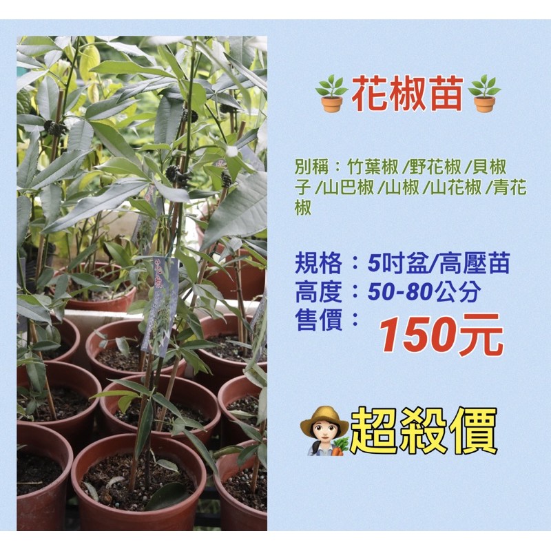 花椒苗 拍賣 評價與ptt熱推商品 21年4月 飛比價格