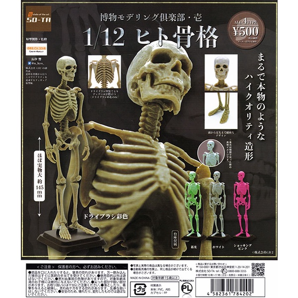 売り切れ必至！ Felimoa 人体骨格模型 脊椎 骨盤 医学 模型 台座 頸椎