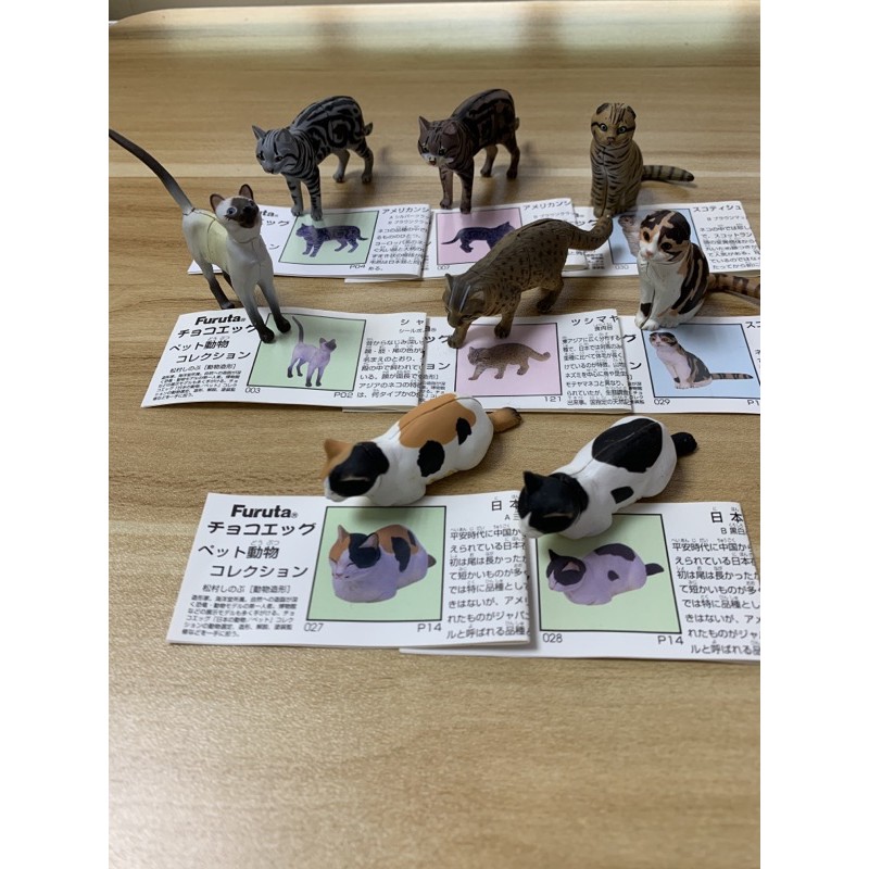 日本正版現貨海洋堂日本動物北陸製果蘇格蘭摺耳貓美國短毛貓日本貓暹羅貓貓奴鏟屎擬真公仔扭蛋