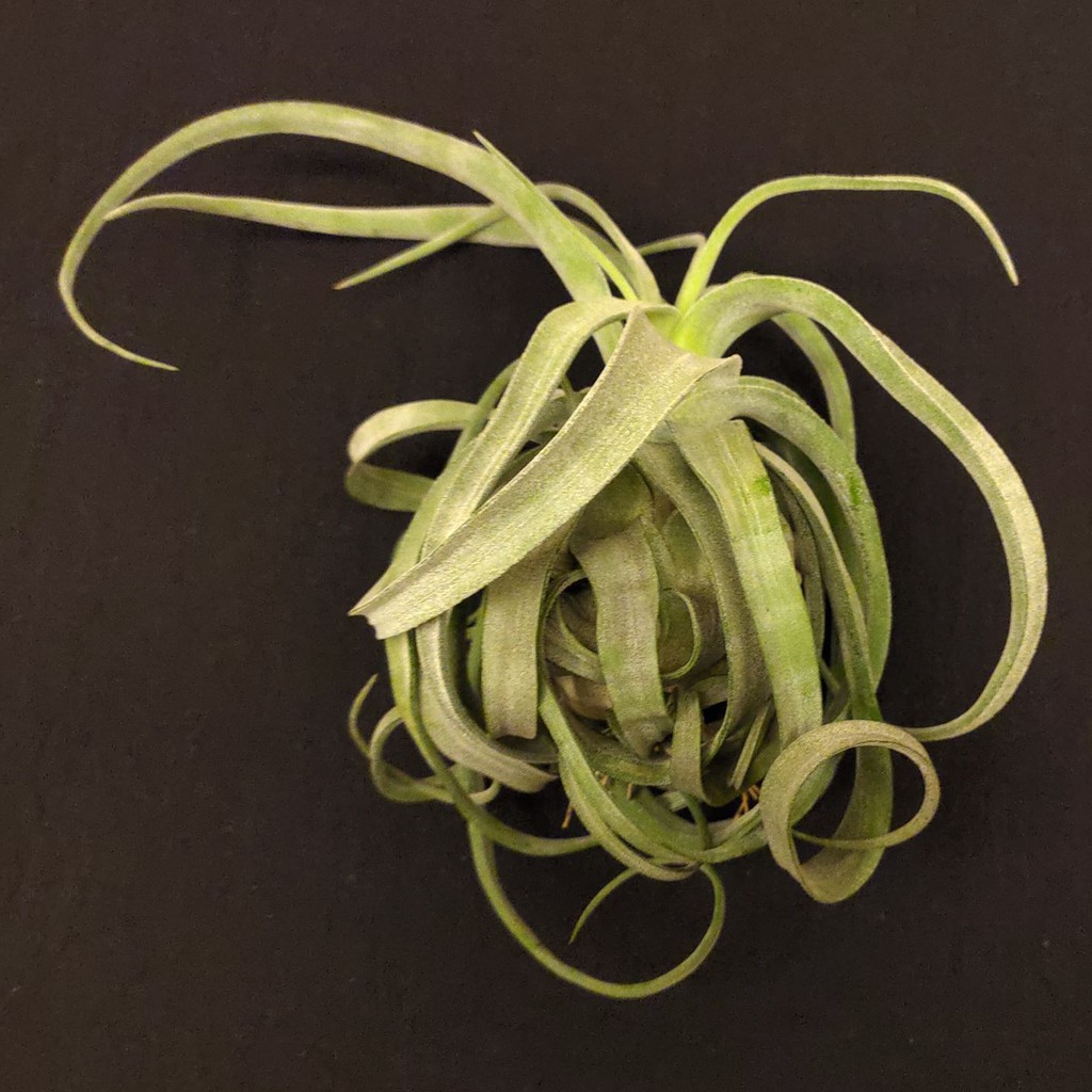 空氣鳳梨－墨西哥電捲燙－Tillandsia streptophylla ’Mexico Curly'－稀少經典極美精品