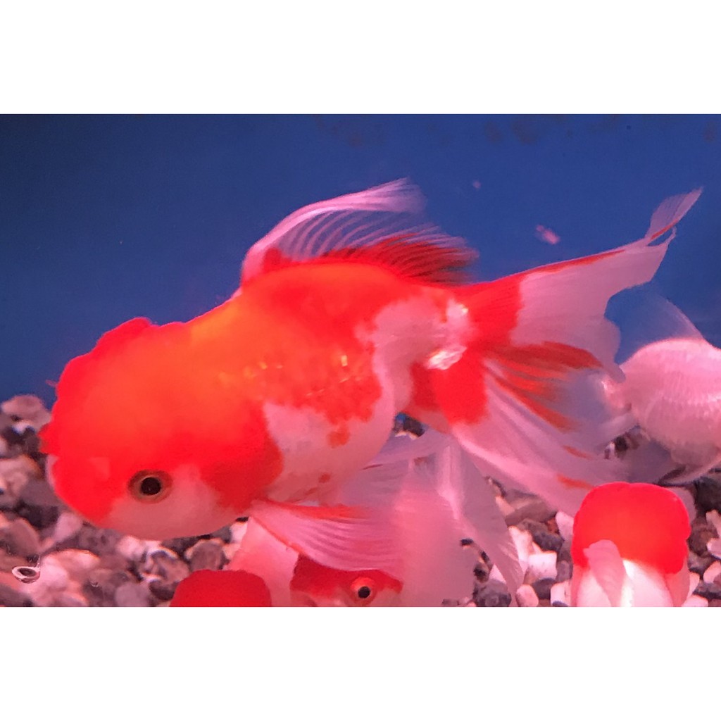 招財魚日本研發琉金金魚全部特價190元13 15公分 蝦皮購物