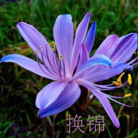 新上架 花卉種球 彼岸花種球曼珠沙華種子曼陀羅石蒜花苗四季易活室內盆栽花卉植物 蝦皮購物