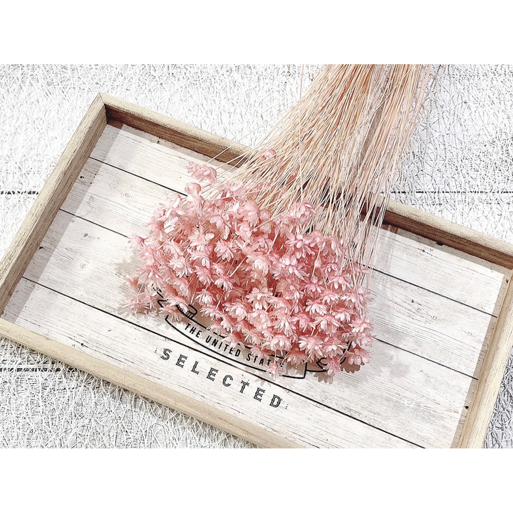 夏 花charice Flora 乾燥花 乾燥花材 小星花 手作素材 乾燥花素材 不凋花 永生花 蝦皮購物