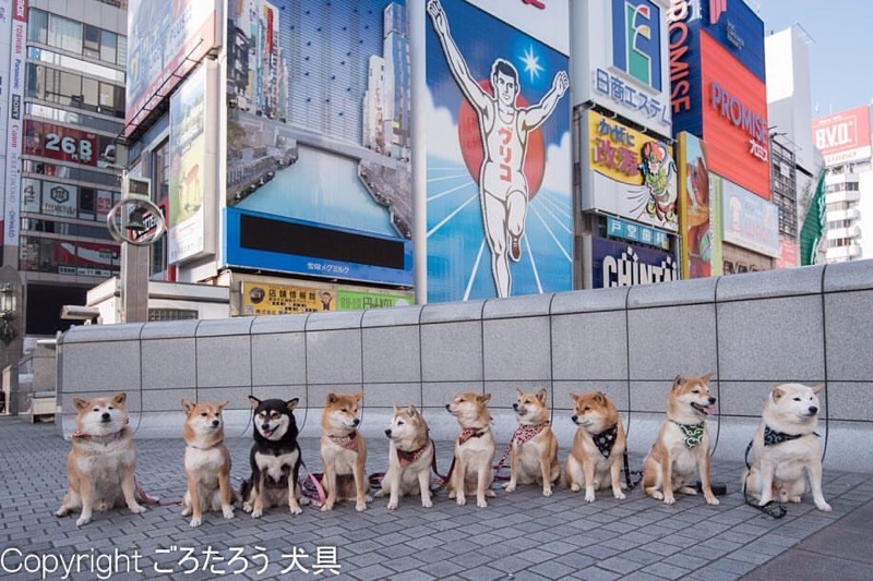 唐草頸圈項圈首輪和風唐草和柄柴犬ごろたろう犬具 蝦皮購物