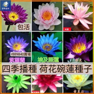 水耕花盆第3頁 比價撿便宜 優惠與推薦 22年10月