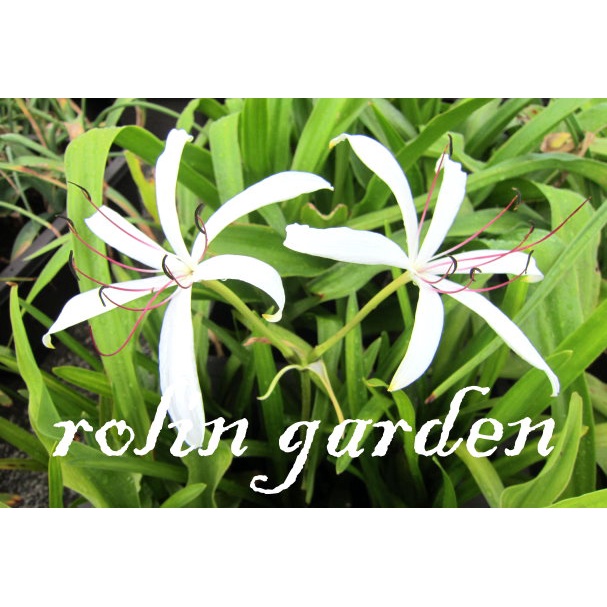 若林花園-文殊蘭(香殊蘭) Crinum americanum (1成株)