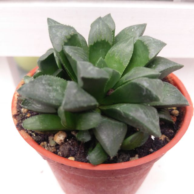 宏禾多肉植物 春庭樂 3吋盆含土寄送 蝦皮購物