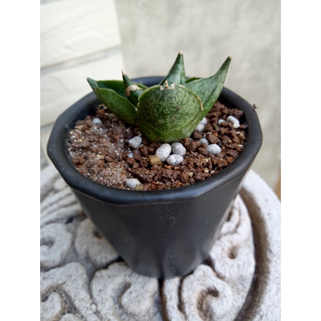 佛手虎尾蘭姬佛手sansevieria Cylindrica Var Patula Boncel 蝦皮購物